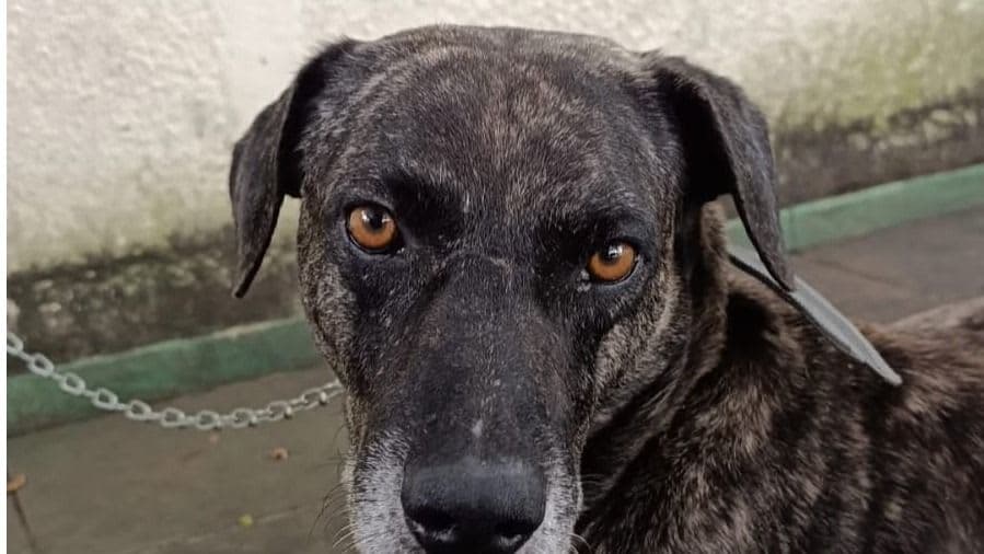 prefeitura de Potengi realiza 4ª edição de ação de castração animal
